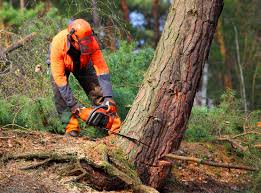 Reliable Boulder Creek, CA Tree Removal and Landscaping Services Solutions